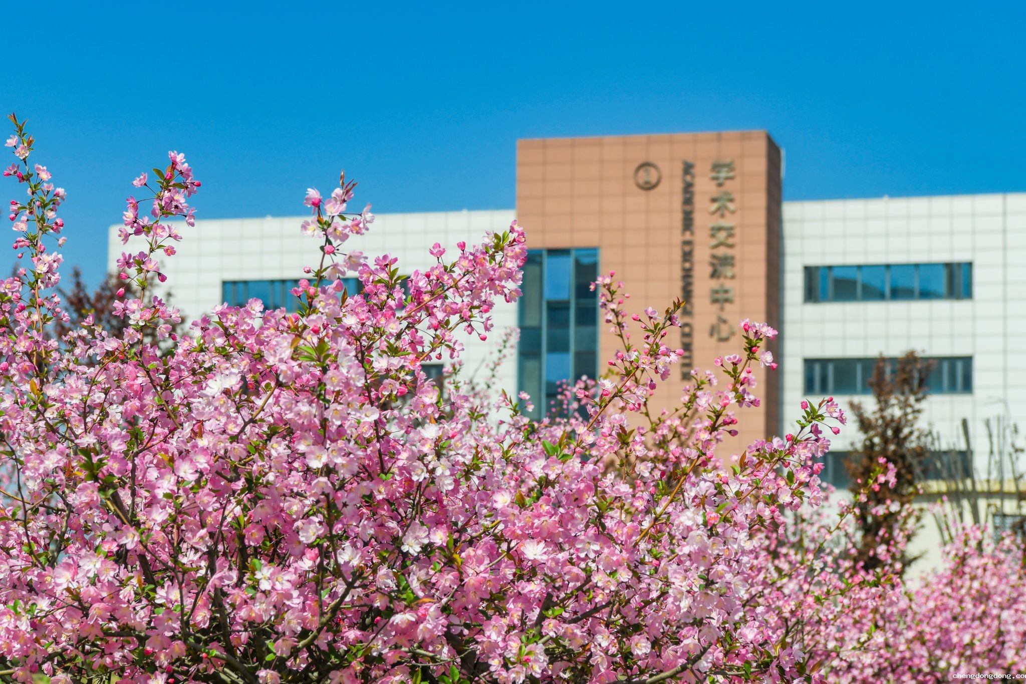 学术交流中心垂丝海棠